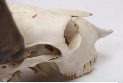 Photo Reference of Animal Skull